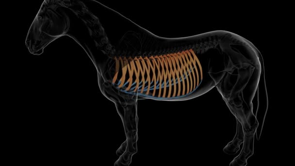 医療コンセプト3Dアニメーションのためのリブケージ骨馬の骨格解剖学 — ストック動画