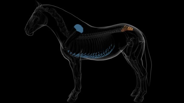 医学概念3D动画的骶椎骨马骨骼解剖学 — 图库视频影像