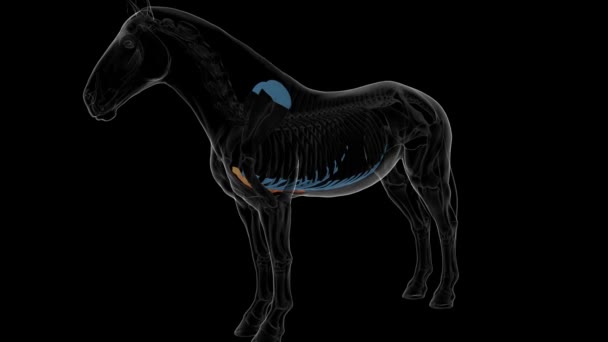 医療コンセプト3Dアニメーションのためのスターン骨の馬の骨格解剖学 — ストック動画