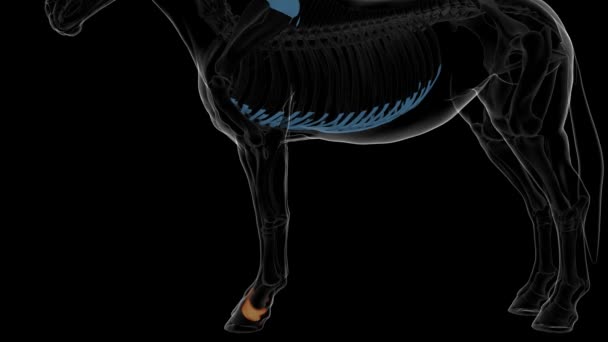 医学コンセプト3Dアニメーションのための短いパターン骨の馬の骨格解剖学 — ストック動画