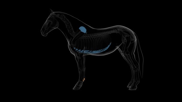 Proksimal Sesamoid Bone Horse Skeleton Anatomy Medical Concept Animation — Stok Video