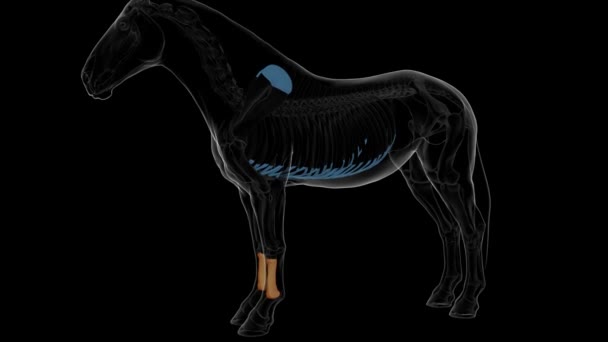 医療コンセプト3Dアニメーションのための大砲骨の馬の骨格解剖学 — ストック動画