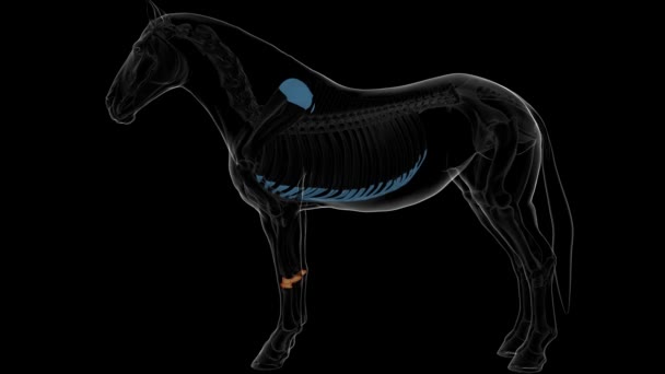 Esqueleto Cavalo Osso Carpal Anatomia Para Conceito Médico Animação — Vídeo de Stock