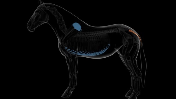 医学概念3D动画的尾椎骨马骨骼解剖学 — 图库视频影像