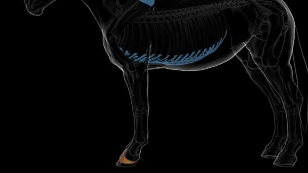 医療コンセプト3Dアニメーションのための棺骨の馬の骨格解剖学 — ストック動画