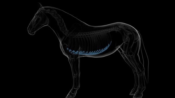 Costale Cartilagine Cavallo Scheletro Anatomia Concetto Medico Animazione — Video Stock