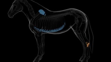 Tıbbi konsept 3 boyutlu animasyon için Calcaneus kemik at iskeleti anatomisi