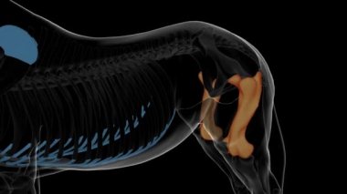 Tıbbi konsept 3 boyutlu animasyon için uyluk kemiği iskeleti anatomisi