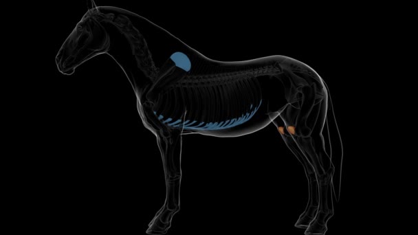 医療コンセプト3Dアニメーションのためのパテラ骨の馬の骨格解剖学 — ストック動画