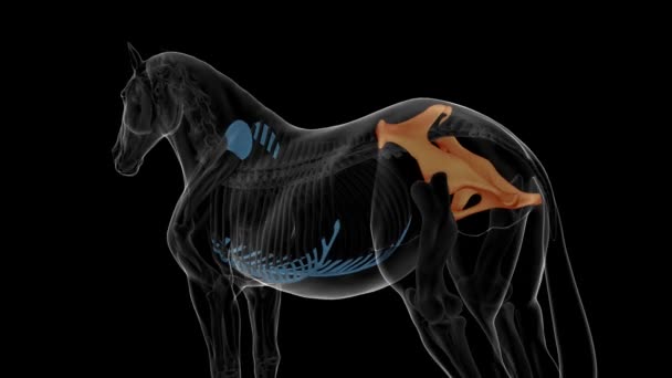 医療コンセプト3Dアニメーションのためのペルビス骨の馬の骨格解剖学 — ストック動画