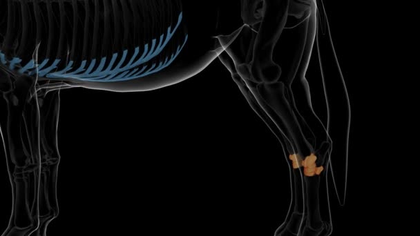 Tarsalben Häst Skelett Anatomi För Medicinskt Koncept Animering — Stockvideo