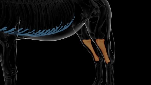 Anatomia Dello Scheletro Del Cavallo Osseo Tibia Animazione Del Concetto — Video Stock