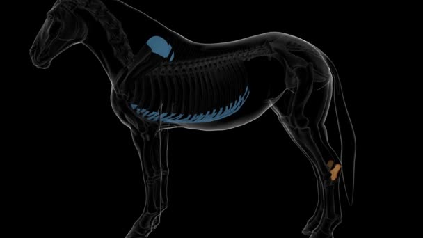 Osso Calcâneo Anatomia Esqueleto Cavalo Para Conceito Médico Animação — Vídeo de Stock