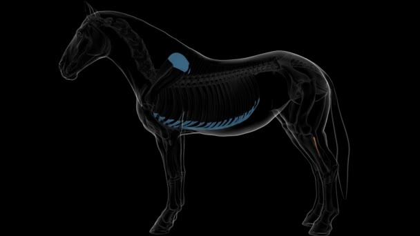 医学コンセプト3Dアニメーションのためのフィブラ骨の馬の骨格解剖学 — ストック動画
