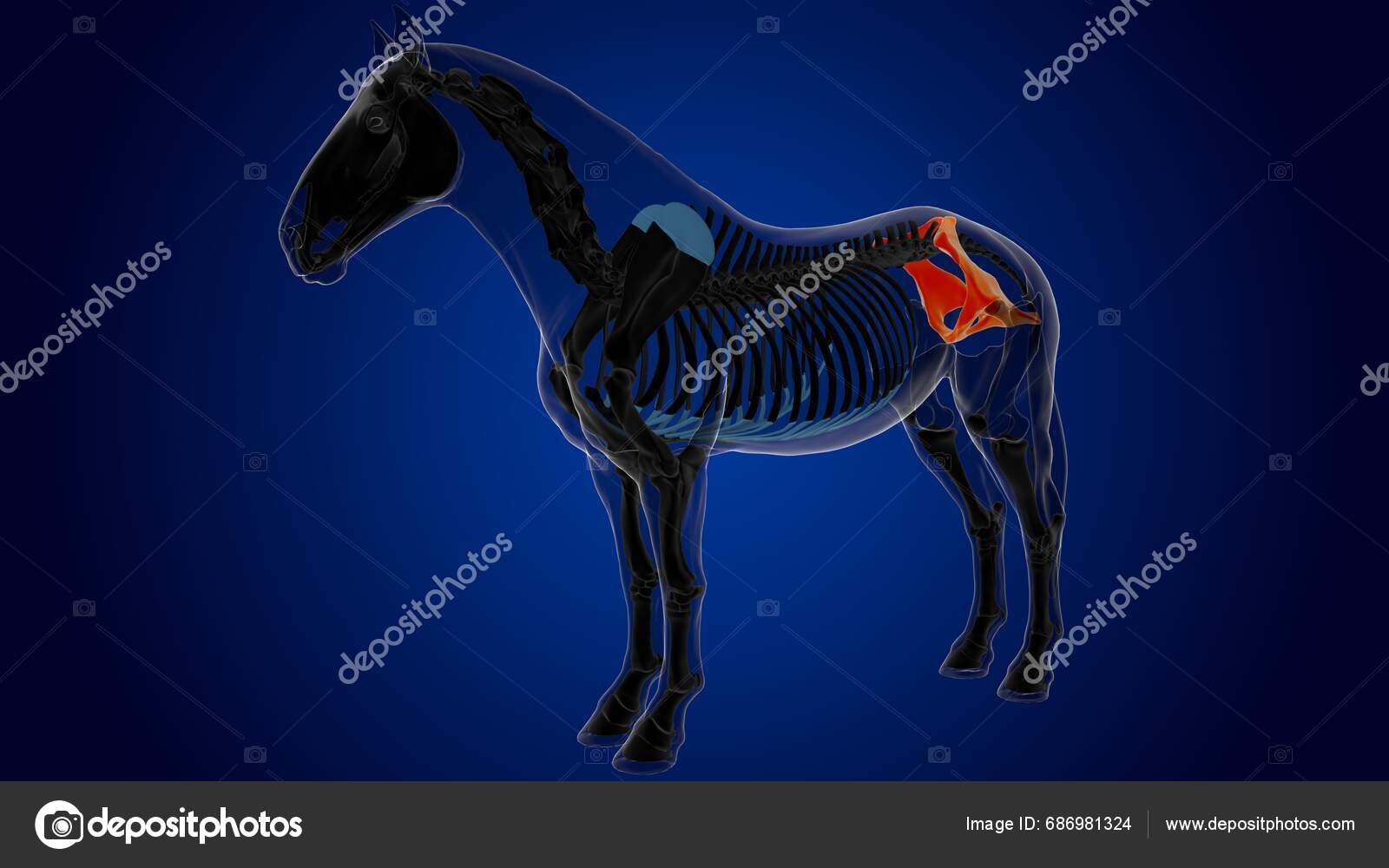Pelvis Bone Horse Skeleton Anatomy Medical Concept Rendering — Stock