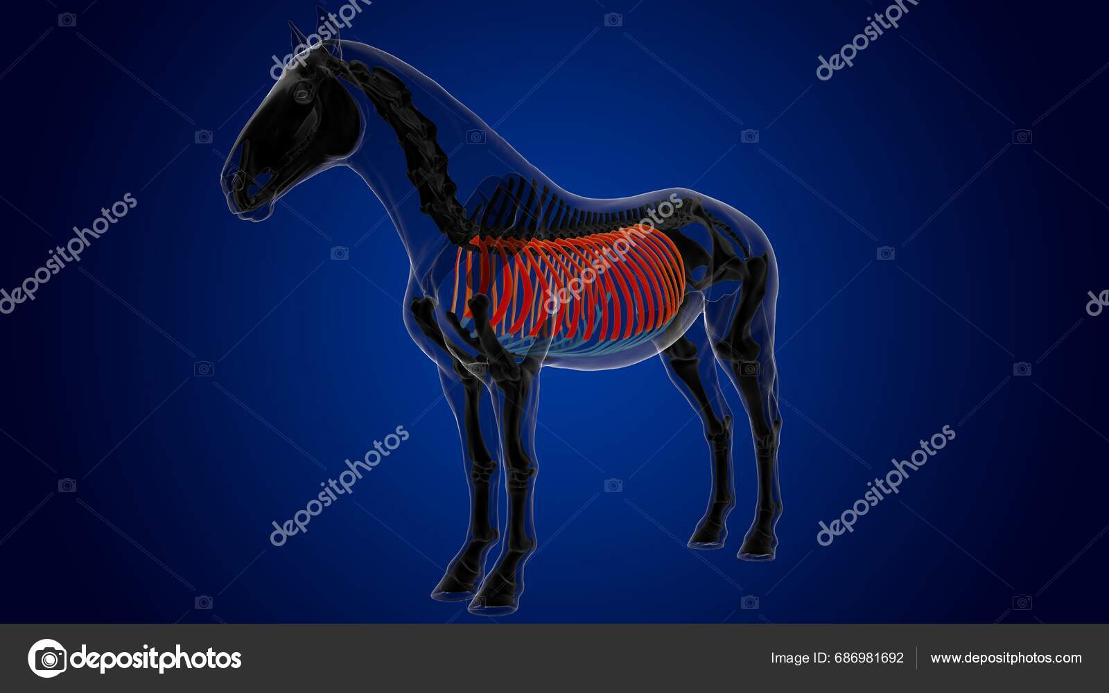Rib Cage Bones Horse Skeleton Anatomy Medical Concept Rendering Stock