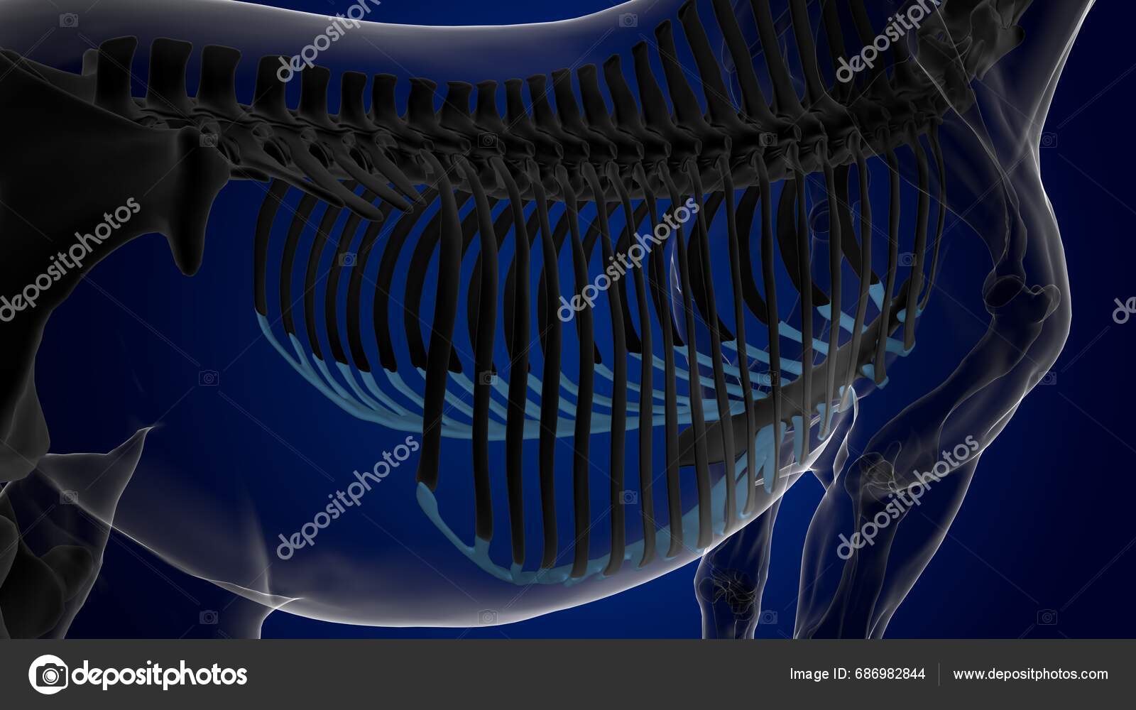 Costal Cartilage Horse Skeleton Anatomy Medical Concept Rendering Stock ...