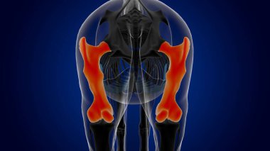 Tıbbi konsept için uyluk kemiği iskeleti anatomisi 3D oluşturma