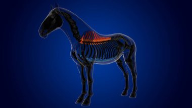 3D tıbbi konsept hazırlamak için torasik at iskeleti anatomisi