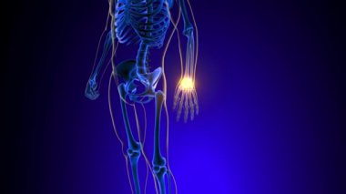Tıbbi Konsept 3 boyutlu animasyon için bilek ya da bilek eklem ağrısı anatomisi