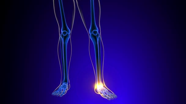 三维医学概念动画的脚踝关节疼痛解剖 — 图库视频影像