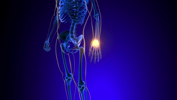 医学の概念3DアニメーションのためのリストかCarpalの関節の痛みの解剖学 — ストック動画