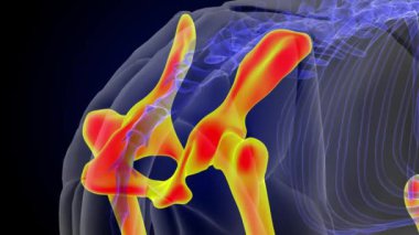 Tıbbi konsept 3 boyutlu animasyon için aslan iskeleti arka bacak anatomisi