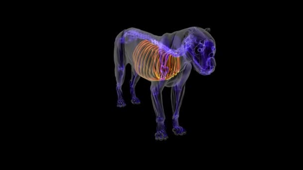 Lion Rib Cage Skeleton Anatomy Medical Concept Illustration — Stock Video