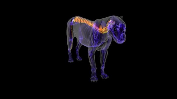 Anatomia Vértebra Esqueleto Leão Para Conceito Médico Ilustração — Vídeo de Stock