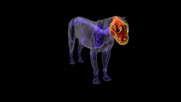 医学コンセプト3Dイラストレーションのためのライオンスカル骨格解剖学 — ストック動画