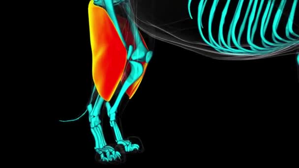 Bizeps Femoris Muskel Löwenmuskel Anatomie Für Medizinisches Konzept Animation — Stockvideo