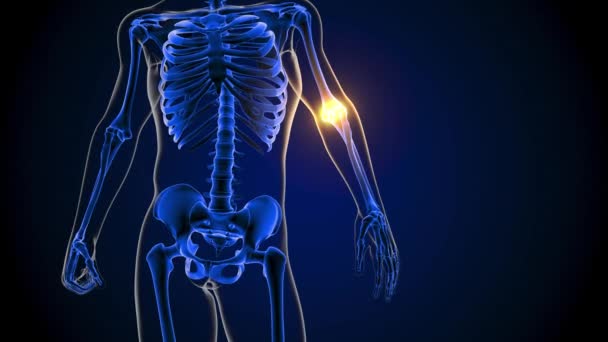 医療コンセプト3Dアニメーションのための肘関節疼痛解剖学 — ストック動画