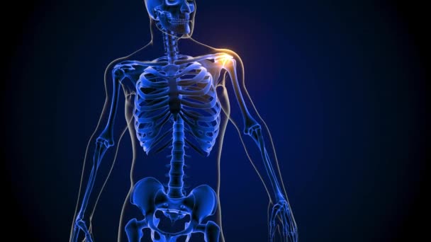 Shoulder Joint Pain Anatomy Medical Concept Animation — Stock Video
