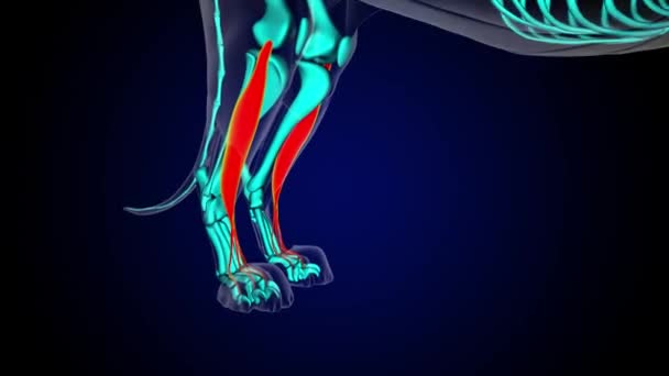 医療コンセプト3Dアニメーションのためのエクステンサーディジトリウム長筋ライオンの筋肉解剖学 — ストック動画
