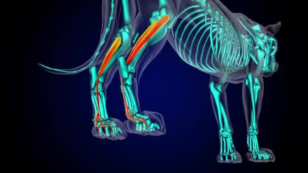 医学コンセプト3Dアニメーションのための柔軟なディジトリウム長筋ライオンの筋肉解剖学 — ストック動画