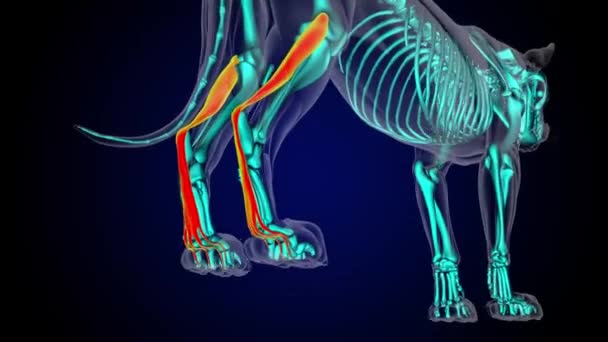 医療コンセプト3Dアニメーションのための柔軟なディジトリウム表面脚筋肉ライオンの筋肉解剖学 — ストック動画