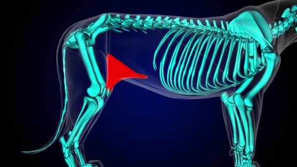 医学コンセプト3Dアニメーションのための太い筋肉ライオンの筋肉解剖学で折られる — ストック動画