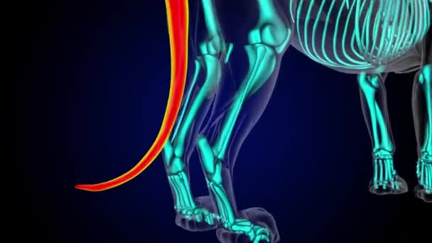 Mięsień Ogonowy Lwiej Anatomii Mięśni Dla Koncepcji Medycznej Animacja — Wideo stockowe