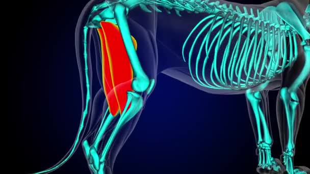 医学概念3D动画中的感受器肌肉狮子肌肉解剖 — 图库视频影像