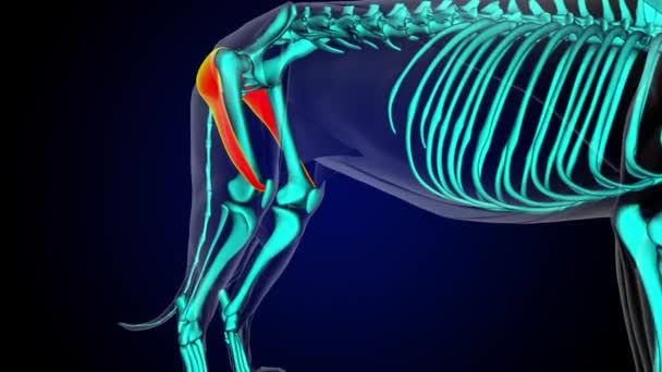 Caudo Femoralis Músculo León Anatomía Muscular Para Concepto Médico Animación — Vídeos de Stock