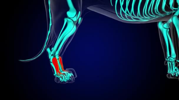 医療コンセプト3Dアニメーションのためのエクステンサーディジトリウムブレイビス筋ライオンの筋肉解剖学 — ストック動画