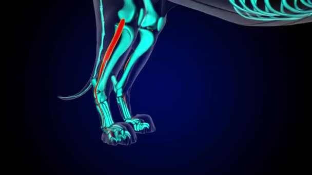 医療コンセプト3Dアニメーションのためのエクステンサーディジトリウム後の脚筋ライオンの筋肉解剖学 — ストック動画
