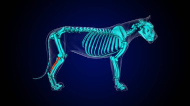 Tıbbi konsept 3 boyutlu illüstrasyon için uzatmalı dijitorum lateralis bacak kası kas kas kas anatomisi