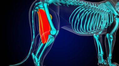 Tıbbi konsept 3D İllüstrasyon için addüktör kas kas kası anatomisi