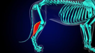 Tıbbi konsept 3 boyutlu animasyon için Gastronemius kas aslan kas anatomisi