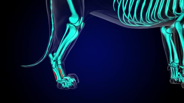 医療コンセプト3Dアニメーションのためのインターセイの筋肉ライオンの筋肉解剖学 — ストック動画