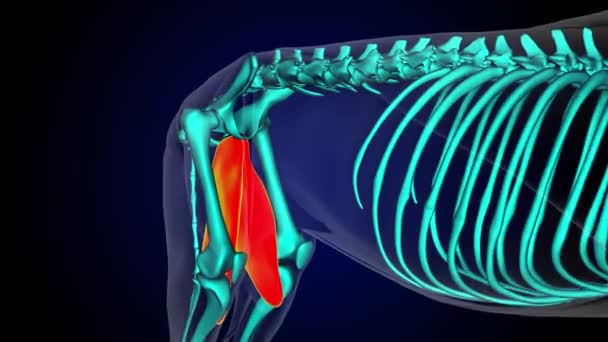医療コンセプト3Dアニメーションのためのグルーリス筋ライオン筋肉解剖学 — ストック動画