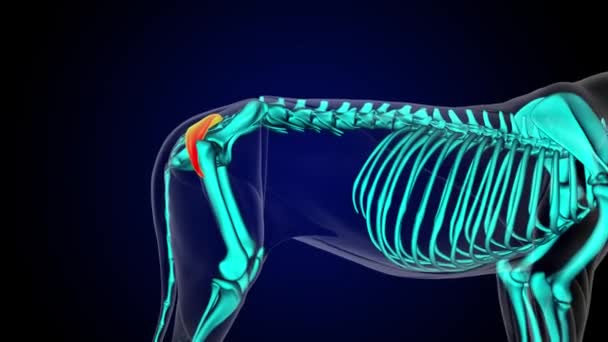 Gluteus Superficiilalis Muscle Lion Anatomie Musculaire Pour Concept Médical Animation — Video