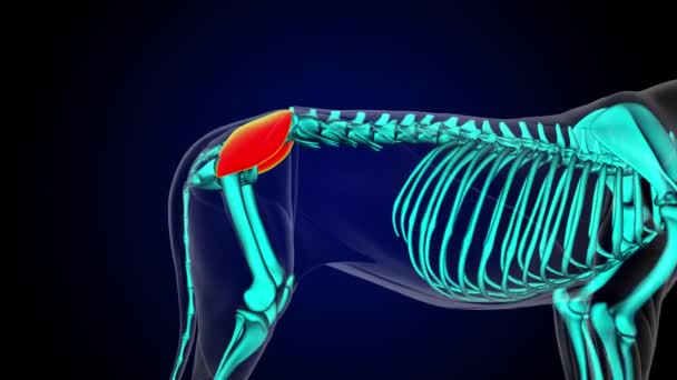 医学概念3D动画中的谷类中肌狮子肌肉解剖学 — 图库视频影像