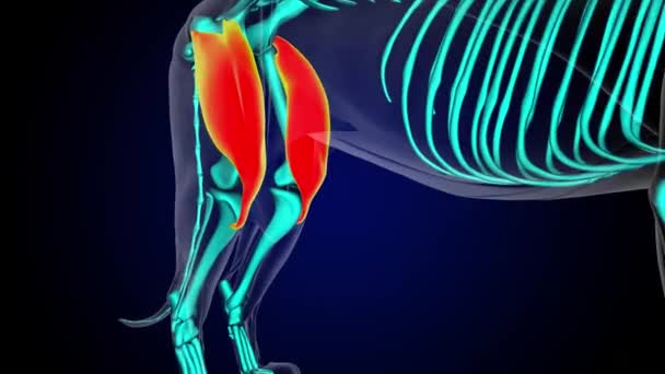 Quadriceps Músculo León Anatomía Muscular Para Concepto Médico Animación — Vídeos de Stock